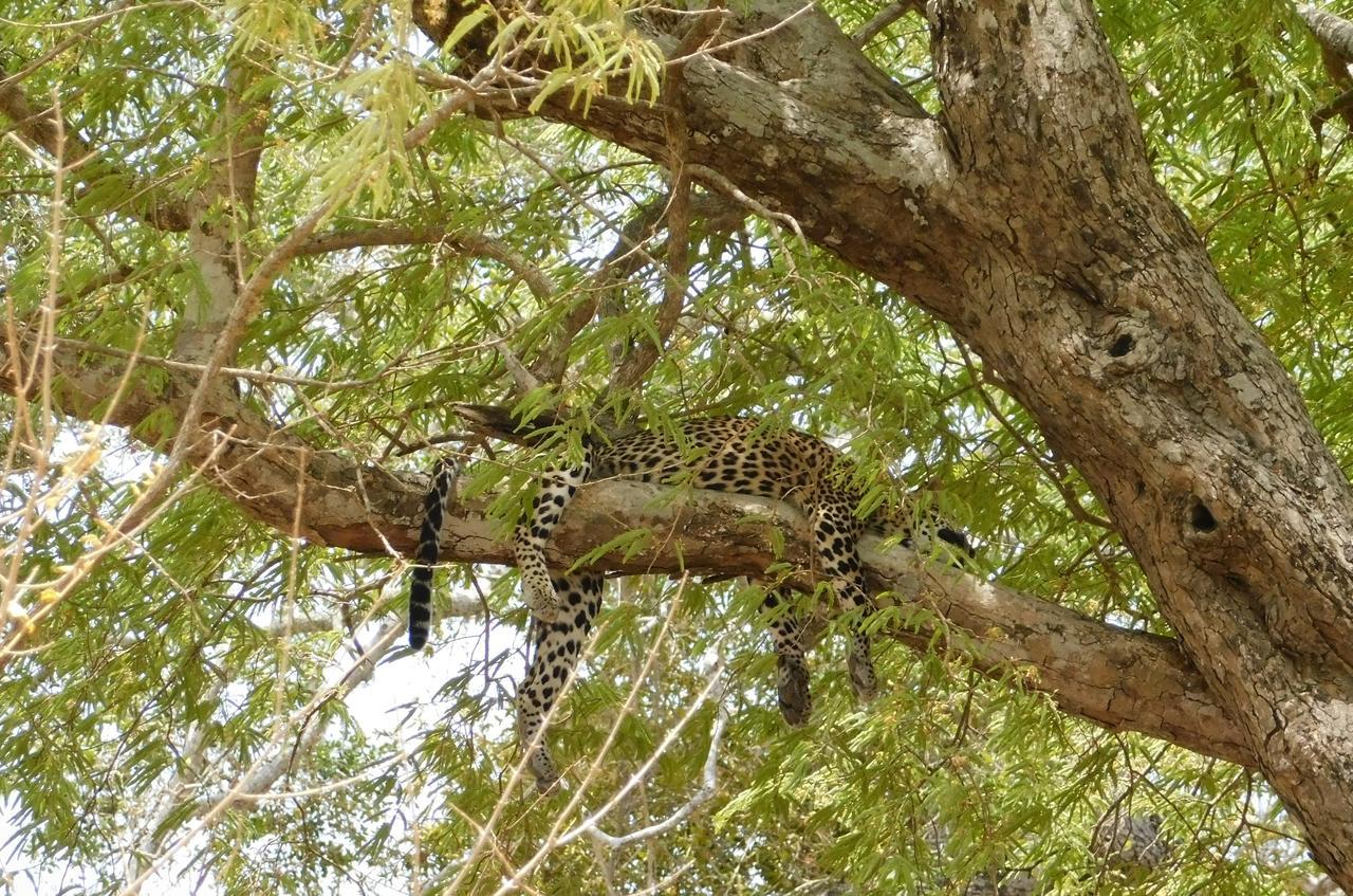 Galapita Eco Lodge Buttala ภายนอก รูปภาพ