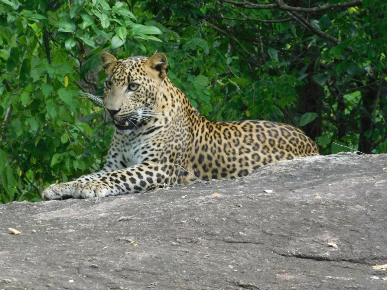 Galapita Eco Lodge Buttala ภายนอก รูปภาพ