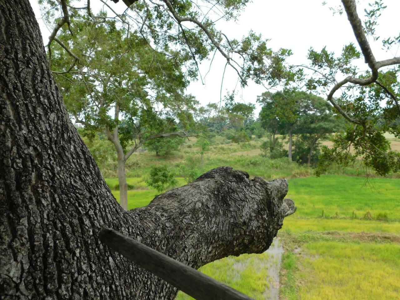 Galapita Eco Lodge Buttala ภายนอก รูปภาพ